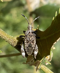 Merocoris