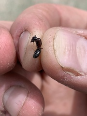 Camponotus hyatti