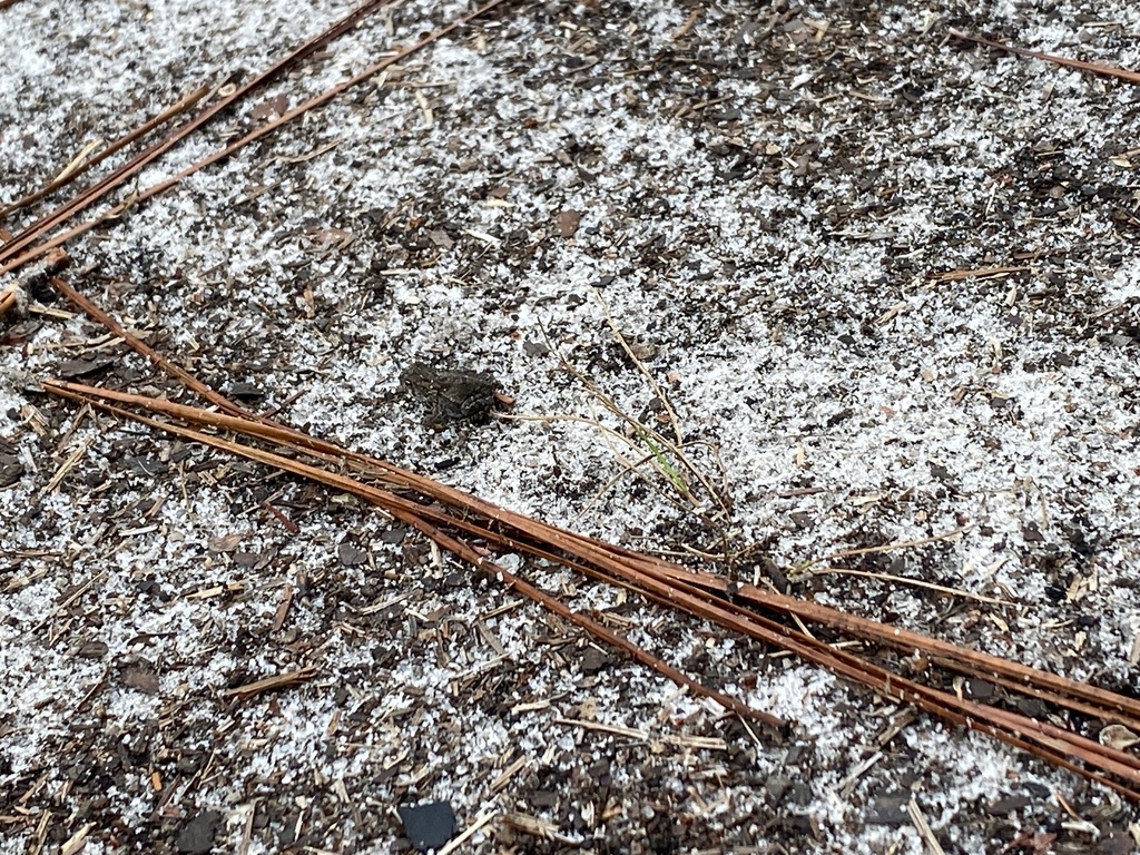 Are Oak Toads Poisonous To Humans Are Oak Toads Poisonous To Humans