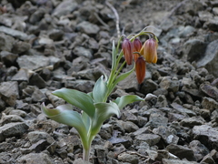 Fritillaria glauca