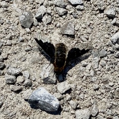 Hemipenthes morioides