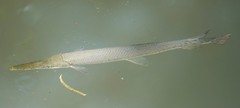 Lepisosteus platostomus