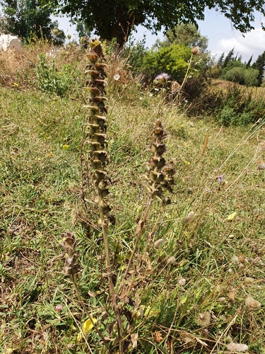 Bartsia image