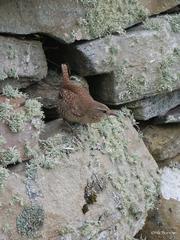 Troglodytes troglodytes zetlandicus