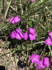 Phlox glabriflora