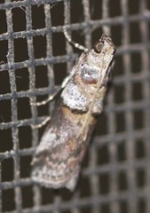 Conobathra hemichlaena