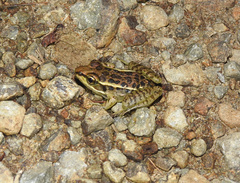 Lithobates lenca