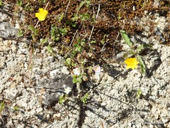Chaenorhinum rubrifolium rubrifolium