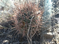 Eriosyce strausiana strausiana