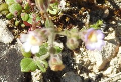 Chaenorhinum rubrifolium rubrifolium