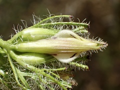 Cordylanthus rigidus setigerus