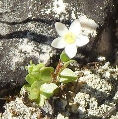 Spergula morisonii