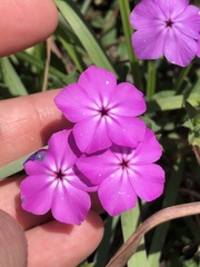 Phlox glabriflora