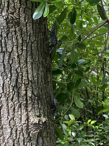 Eastern Fence Lizard