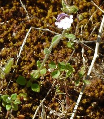 Chaenorhinum rubrifolium rubrifolium
