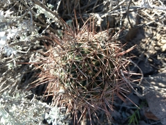 Eriosyce strausiana strausiana