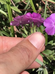 Phlox glabriflora