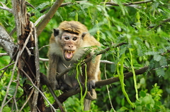 Macaca sinica