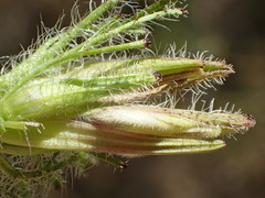 Cordylanthus rigidus setigerus