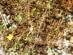 Chaenorhinum rubrifolium rubrifolium