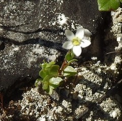 Spergula morisonii