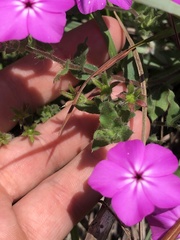 Phlox glabriflora