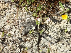 Chaenorhinum rubrifolium rubrifolium