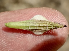 Cordylanthus rigidus setigerus