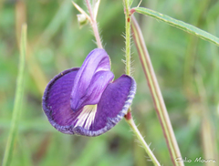 Centrosema pascuorum
