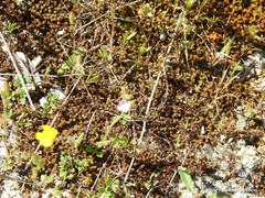 Chaenorhinum rubrifolium rubrifolium