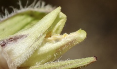 Cordylanthus rigidus setigerus