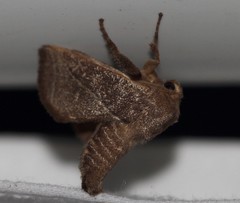 Anaxidia lozogramma