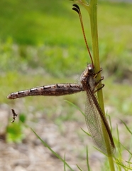 Ascaloptynx appendiculata