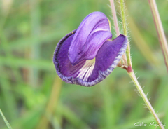 Centrosema pascuorum