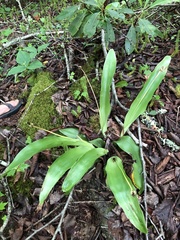Carex fraseriana