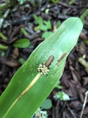 Carex fraseriana