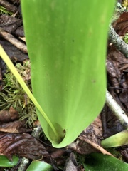 Carex fraseriana