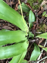 Carex fraseriana