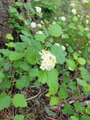 Physocarpus malvaceus