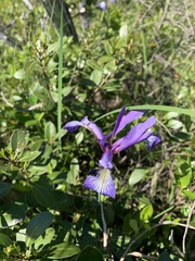 Iris prismatica