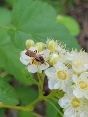Physocarpus malvaceus