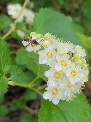 Physocarpus malvaceus