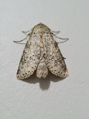 Lepidoptera