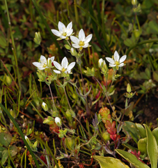 Sabulina californica