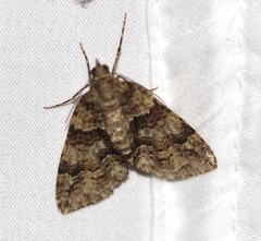 Polyclysta hypogrammata