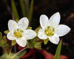 Sabulina californica
