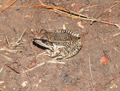 Lithobates lenca