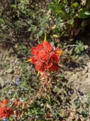 Castilleja mendocinensis