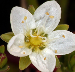 Sabulina californica