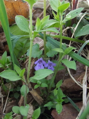 Glechoma hederacea